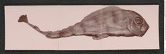 Nachlass Franz Steindachner, Beilage Korrespondez mit Gal Frères ("Gebrüder Gal"), Foto von Fisch, Inv.Nr. 149.11, Seite 1
